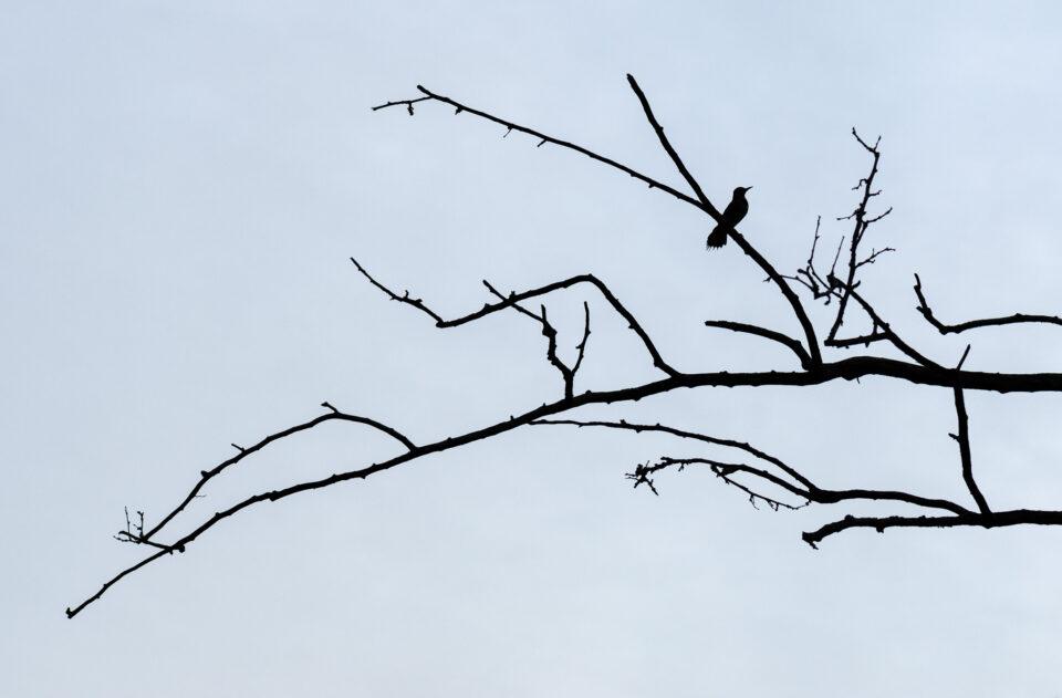 Positive and Negative Space in Photography