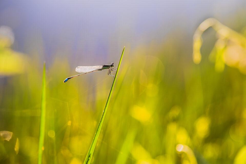 Understanding Focus in Photography