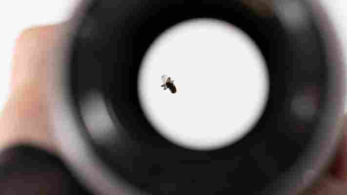 Umm, how did a fly get into this ‘weather-sealed’ camera lens?